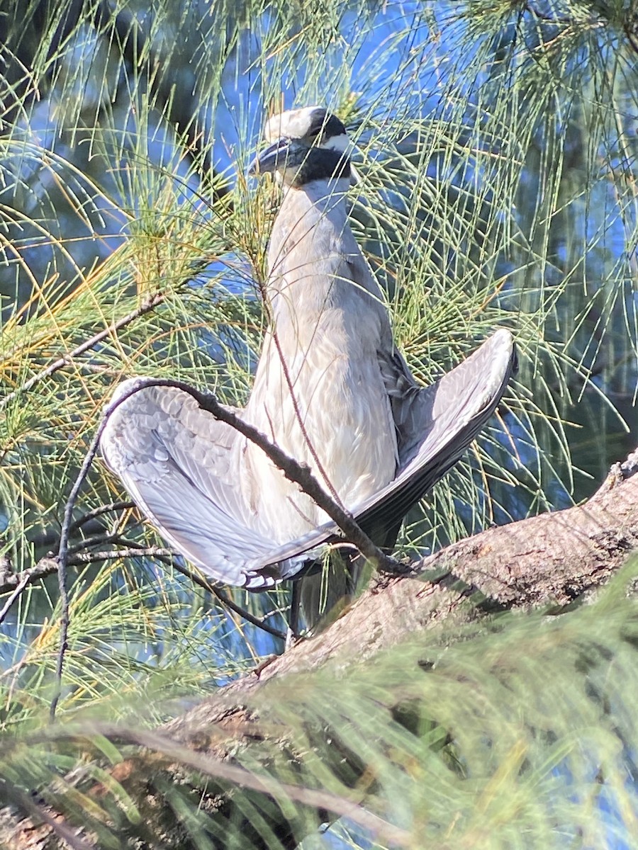 Yellow-crowned Night Heron - ML343675941