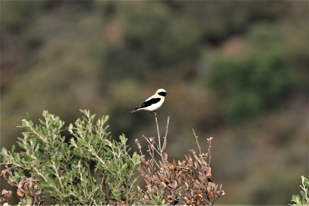 Western Black-eared Wheatear - ML343676581