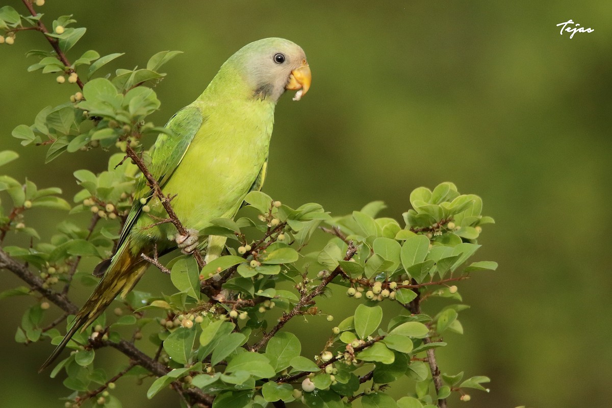 Plum-headed Parakeet - ML343678581