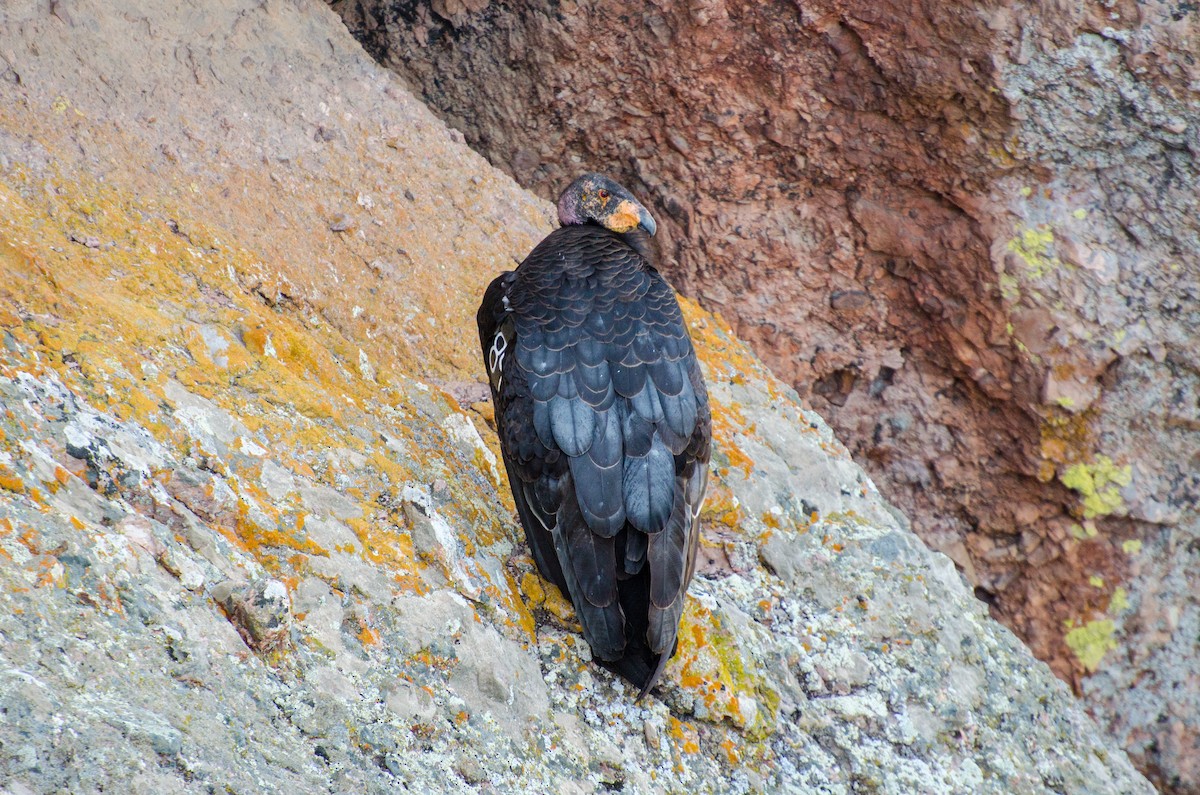 California Condor - Jeff Langford