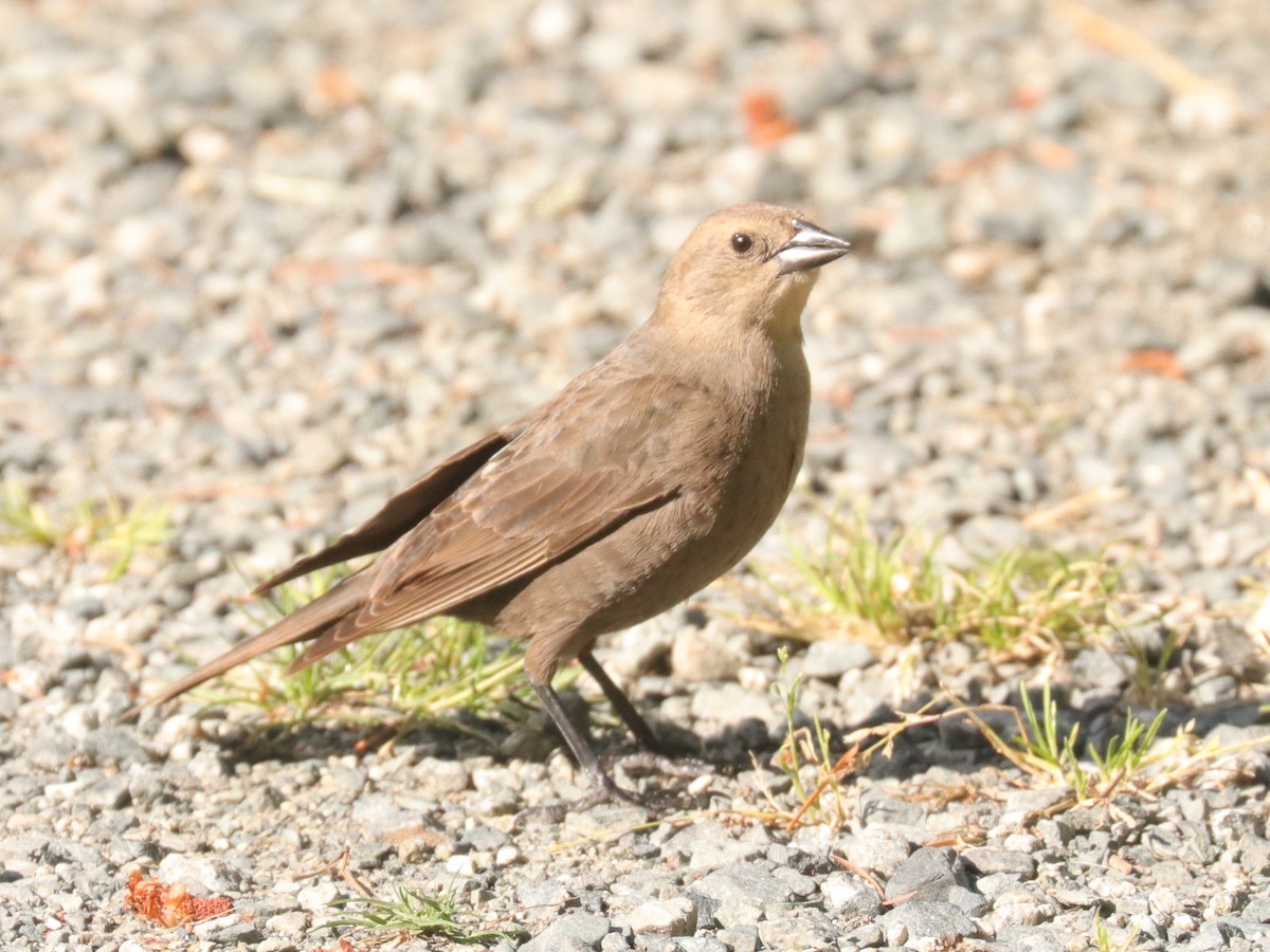 Brown-headed Cowbird - ML343682381