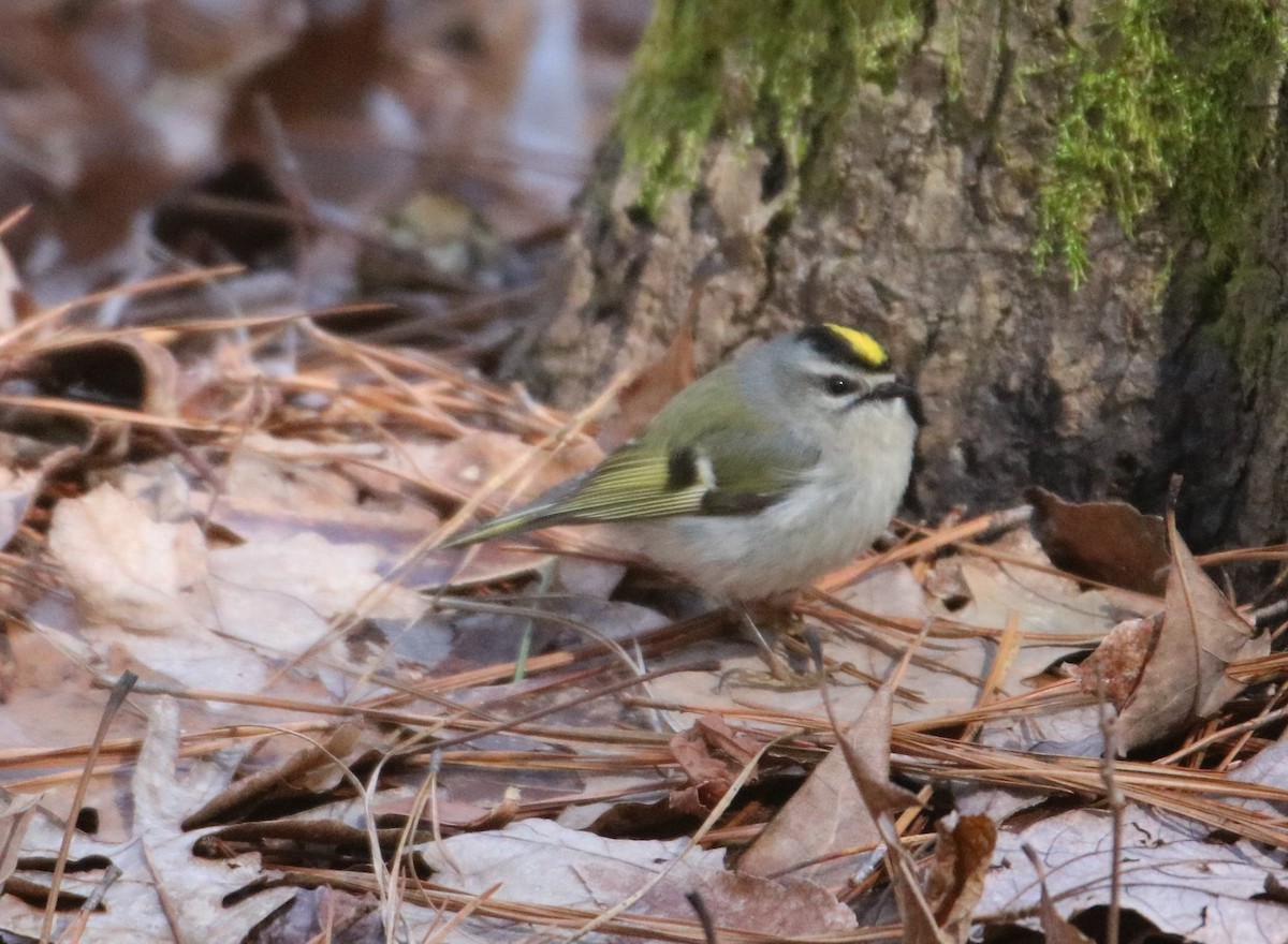 Golden-crowned Kinglet - ML343683161