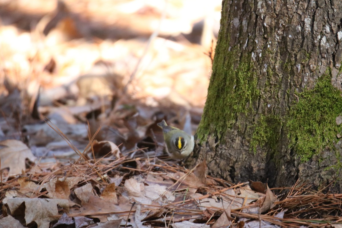 Golden-crowned Kinglet - ML343683321