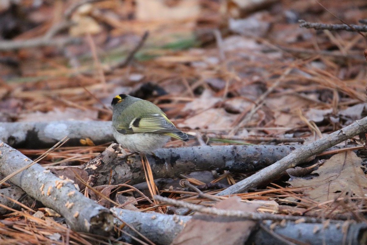 Golden-crowned Kinglet - Johannes Hogrefe