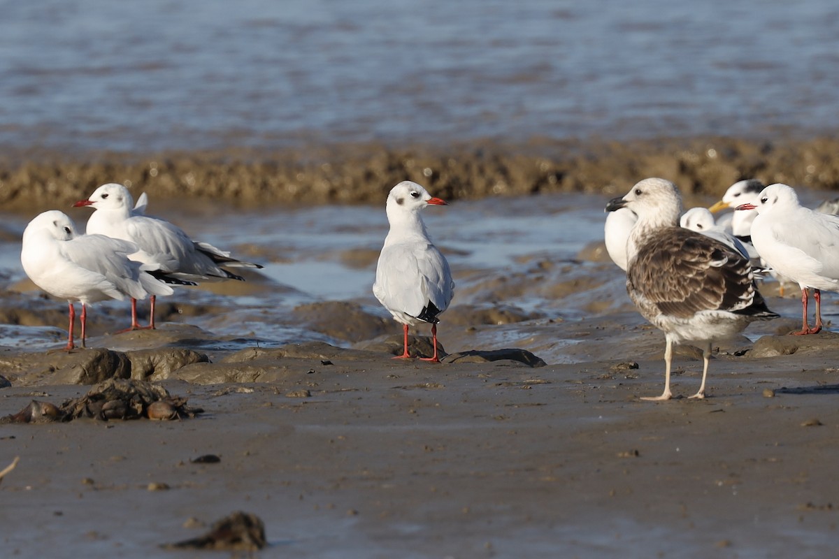 Brown-hooded Gull - ML343683831