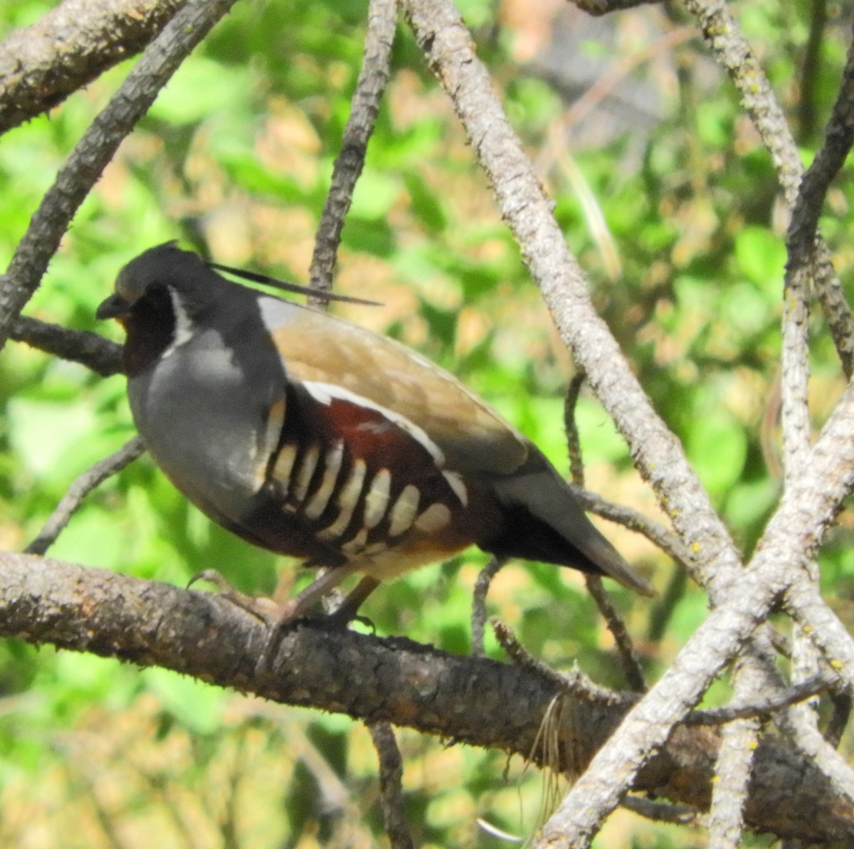 Mountain Quail - ML343684301