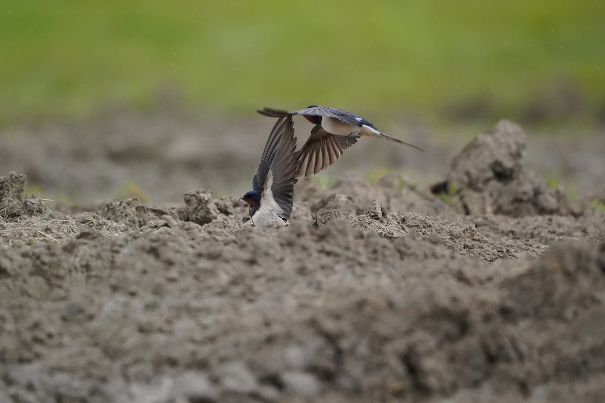 Barn Swallow - ML343684631