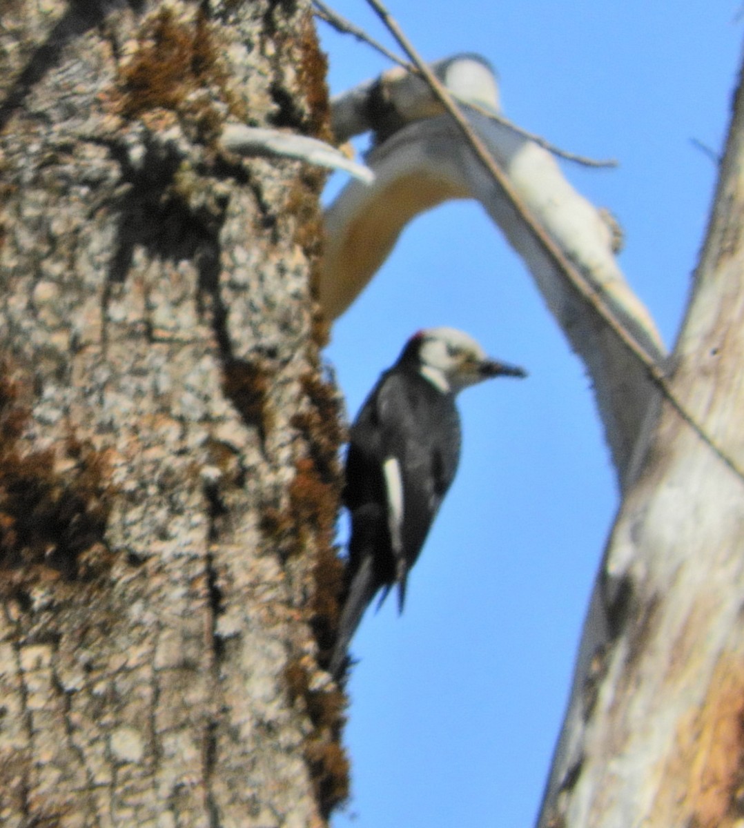 White-headed Woodpecker - ML343684671