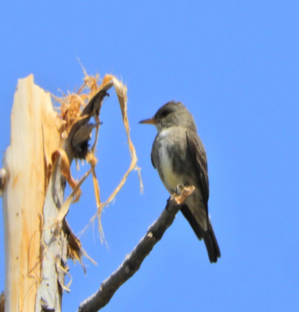 Olive-sided Flycatcher - ML343684781