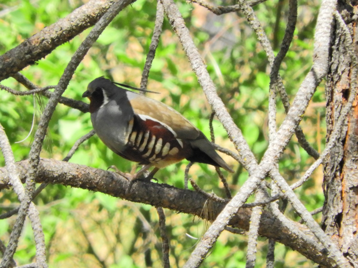 Mountain Quail - ML343684971