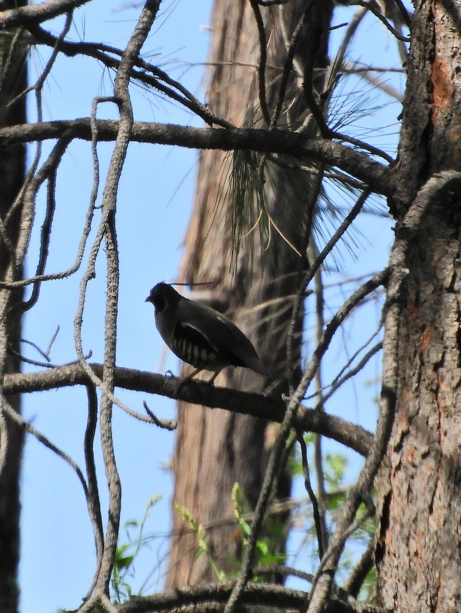 Mountain Quail - ML343685101