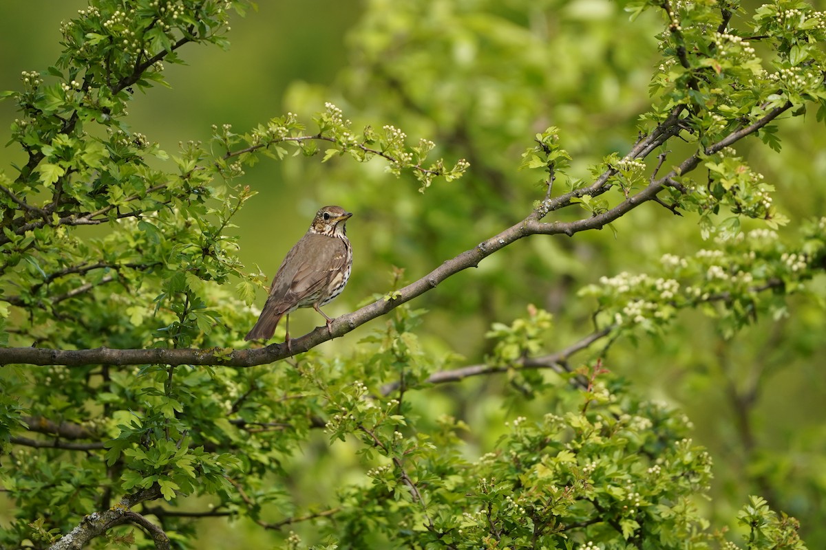 Song Thrush - ML343687651