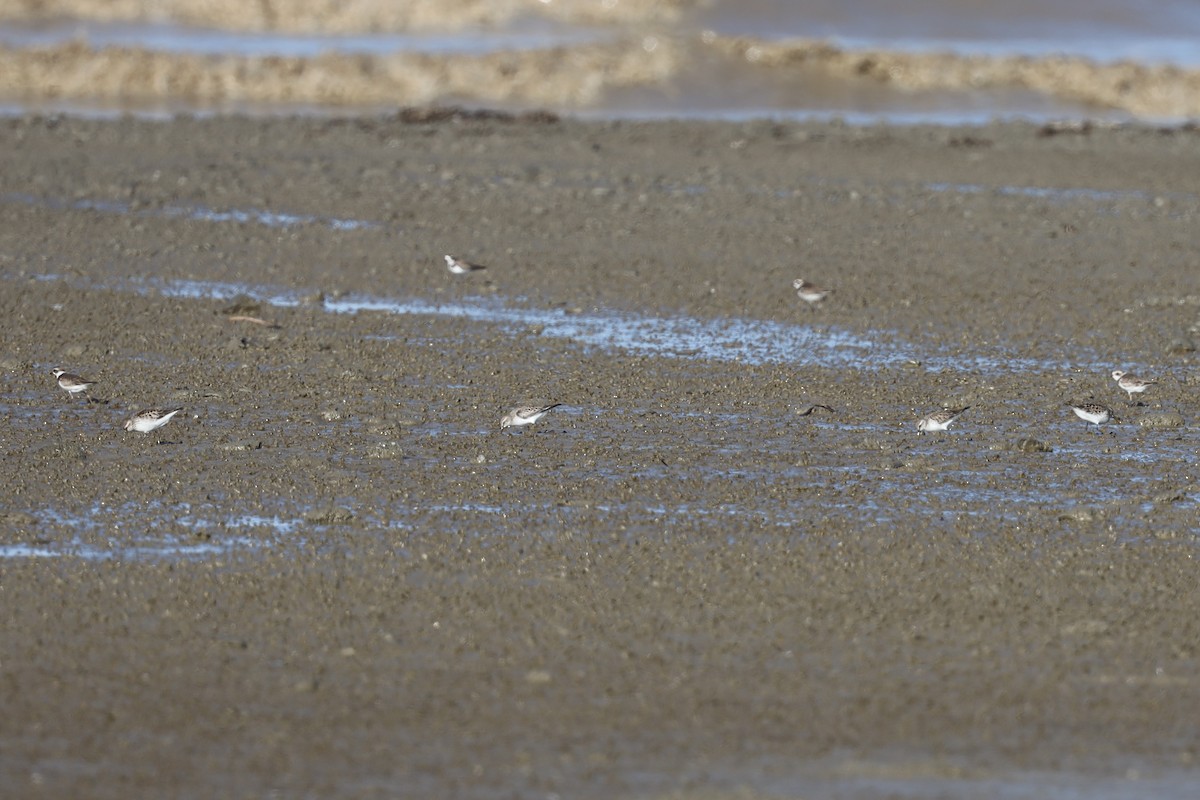 Semipalmated Sandpiper - ML343687661