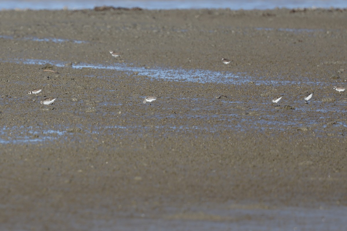 Semipalmated Sandpiper - ML343687671