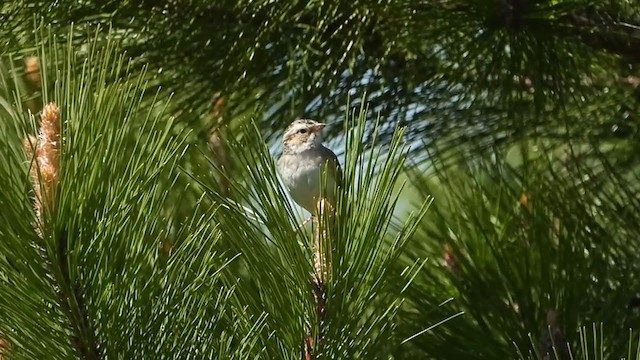 Clay-colored Sparrow - ML343688231