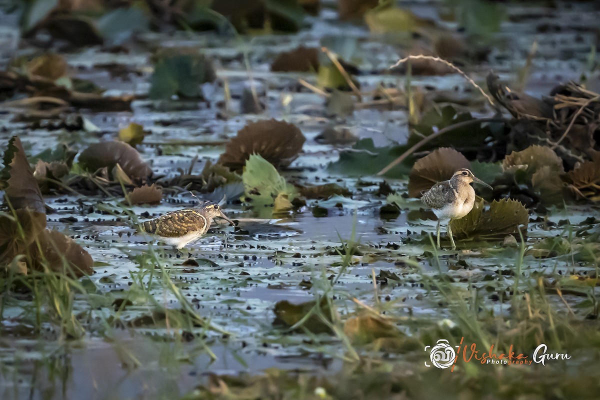 Greater Painted-Snipe - ML343688391