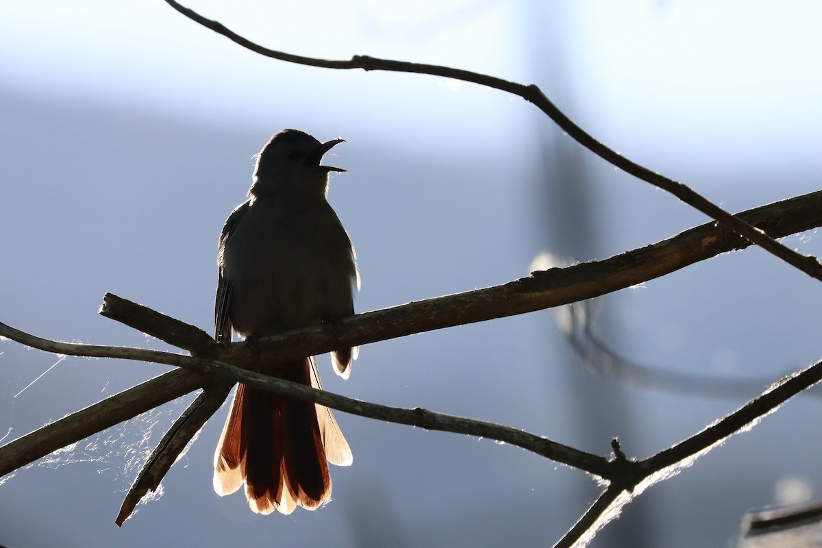 Gray Catbird - ML343689141