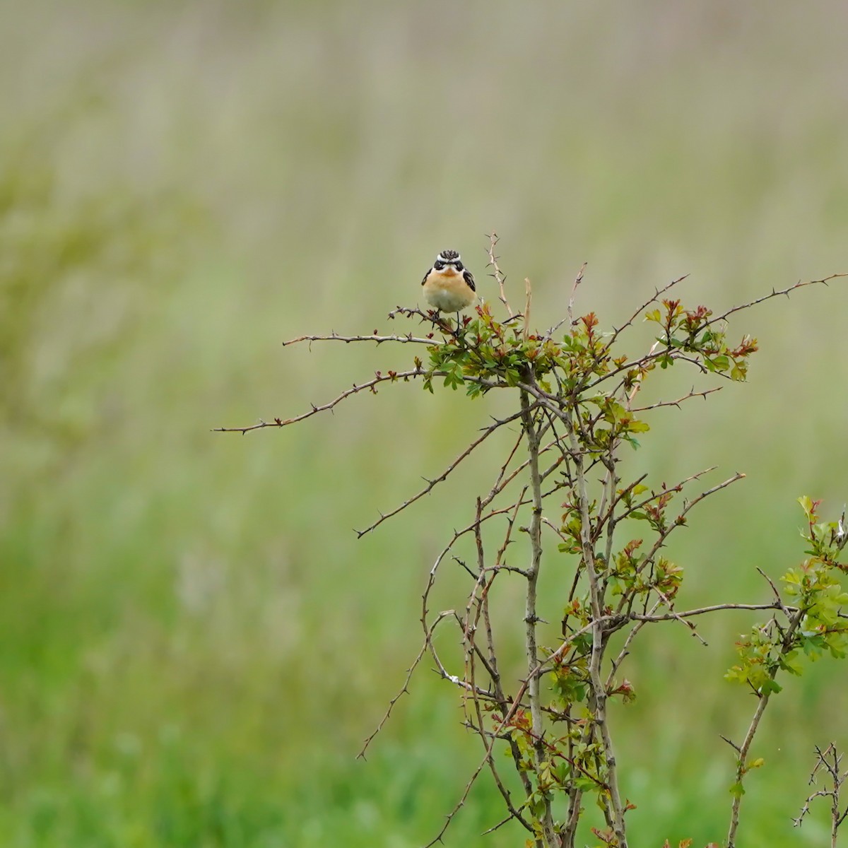 Whinchat - ML343690911
