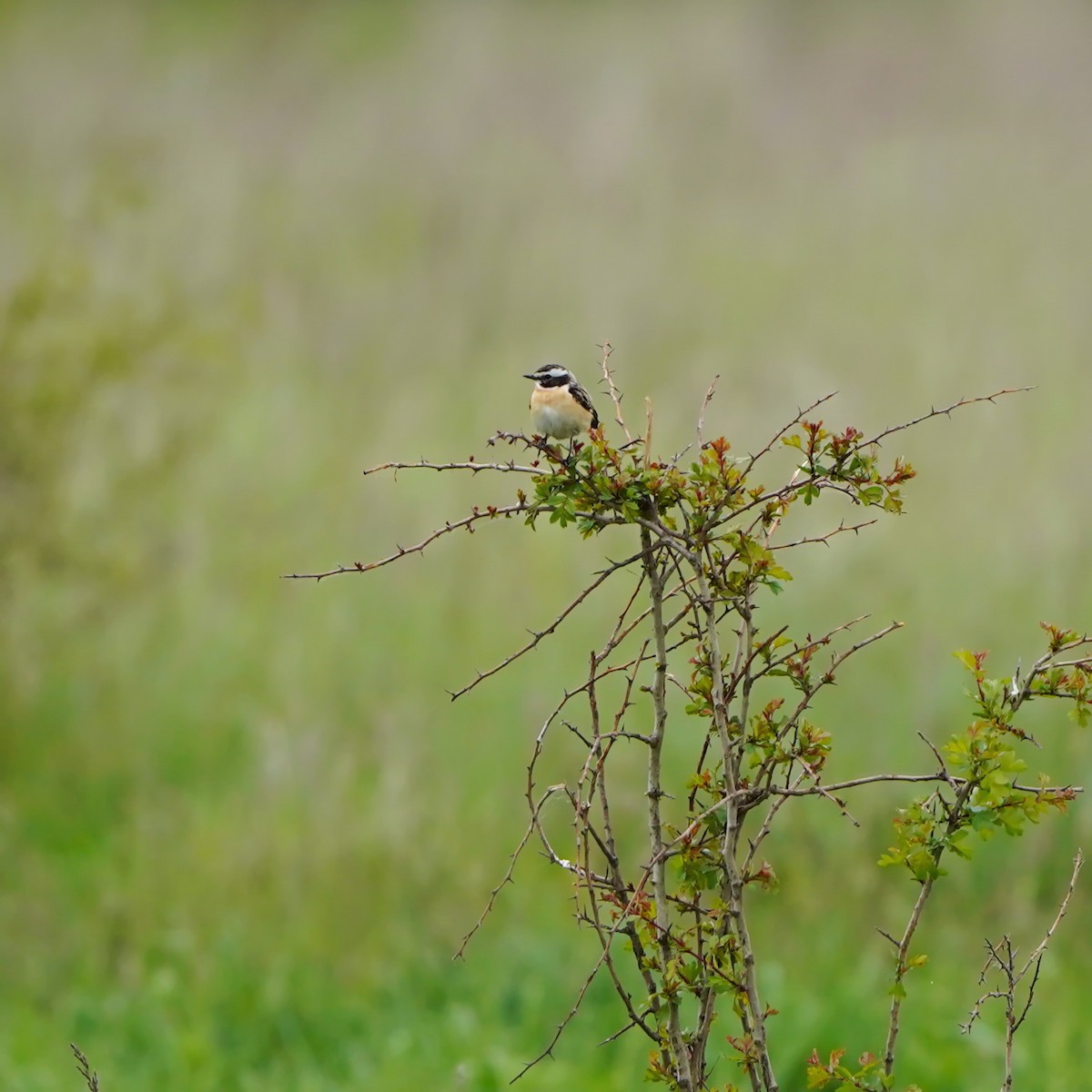 Whinchat - ML343691061