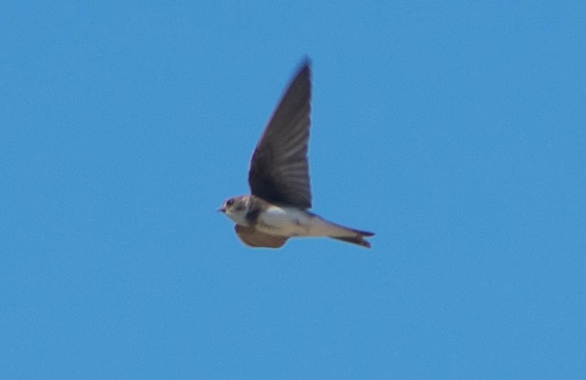 Bank Swallow - ML343693791