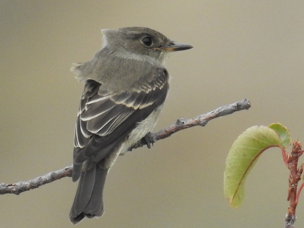 Western Wood-Pewee - ML34369381