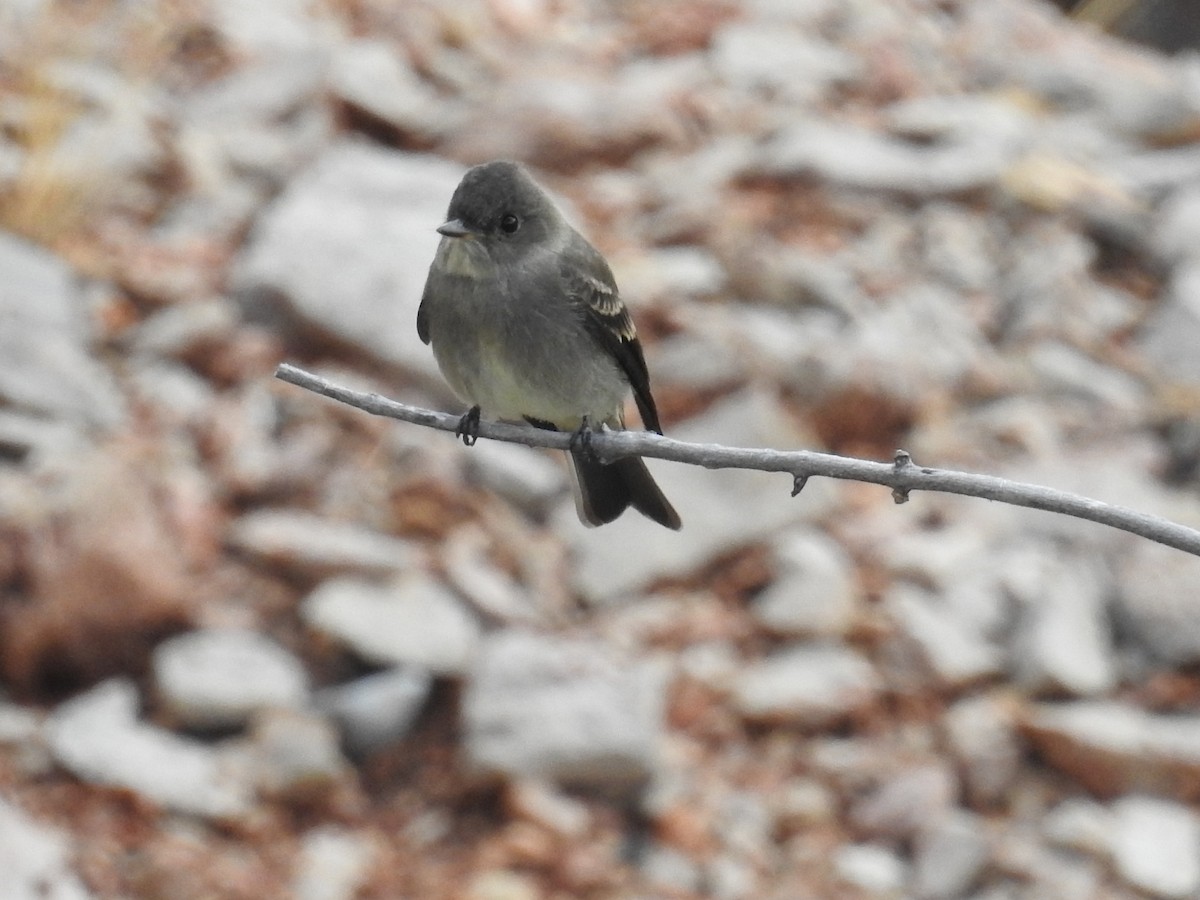 Western Wood-Pewee - ML34369391