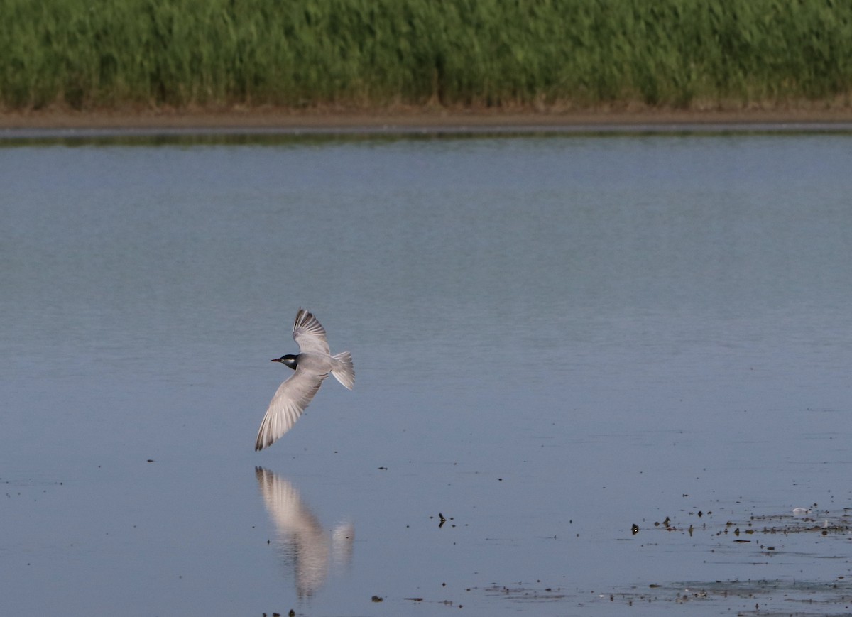 Whiskered Tern - ML343698881