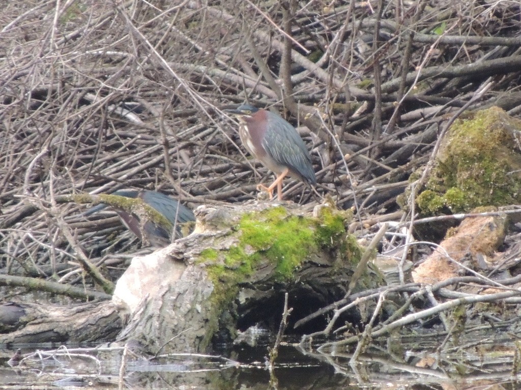 Green Heron - ML343700131