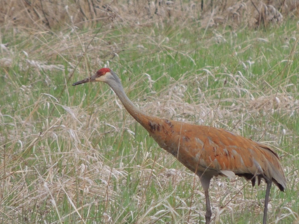 Sandhill Crane - ML343700251