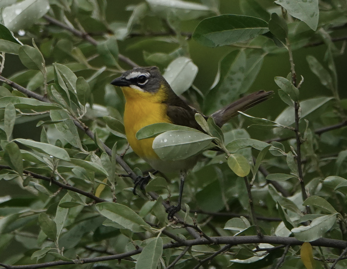 Yellow-breasted Chat - ML343700281