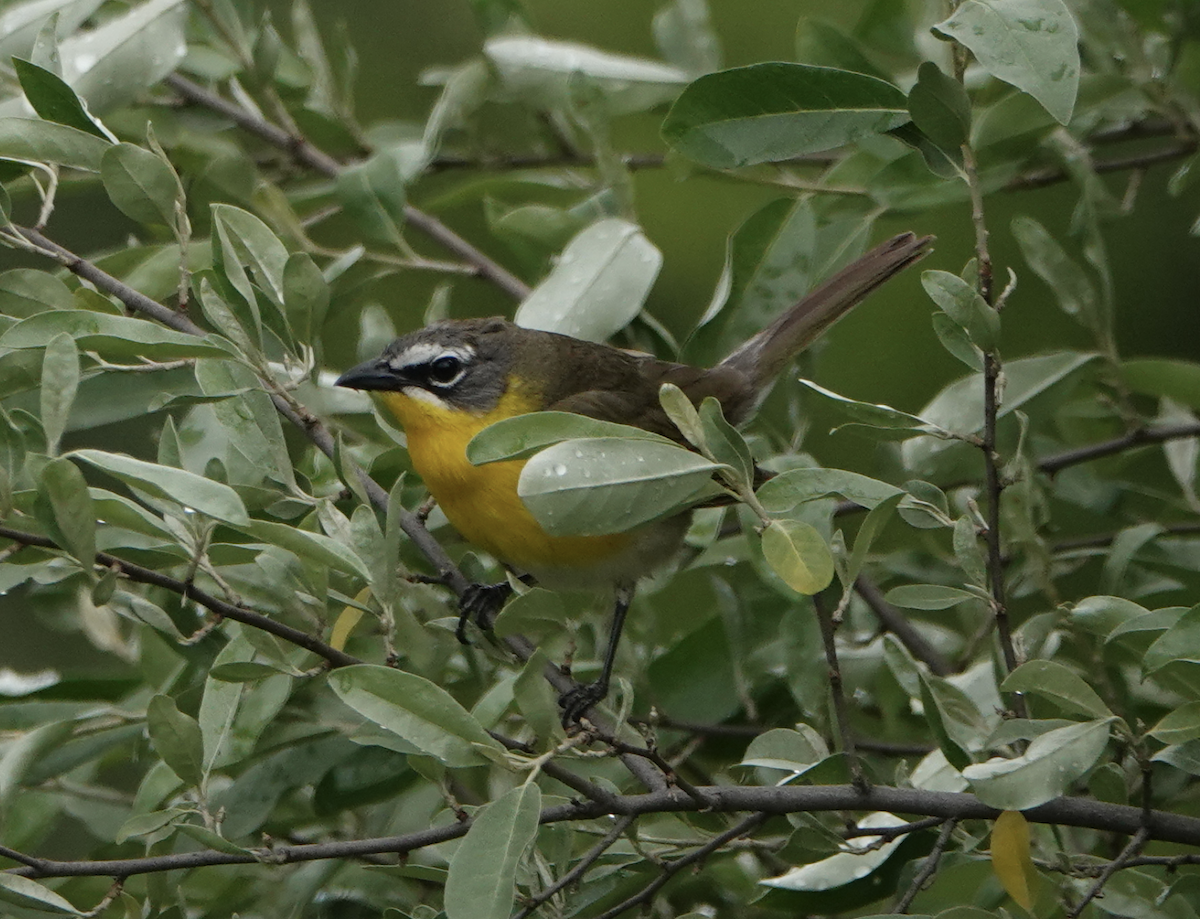 Yellow-breasted Chat - ML343700301