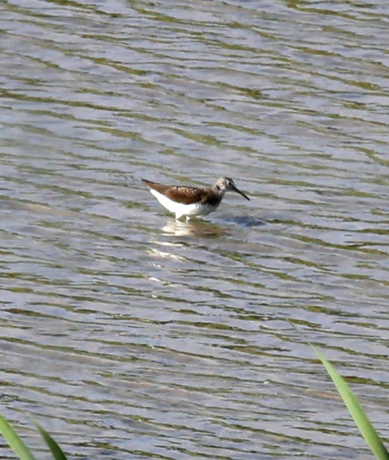 Green Sandpiper - ML343700431