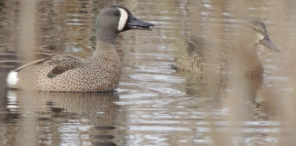 Blue-winged Teal - ML343700641
