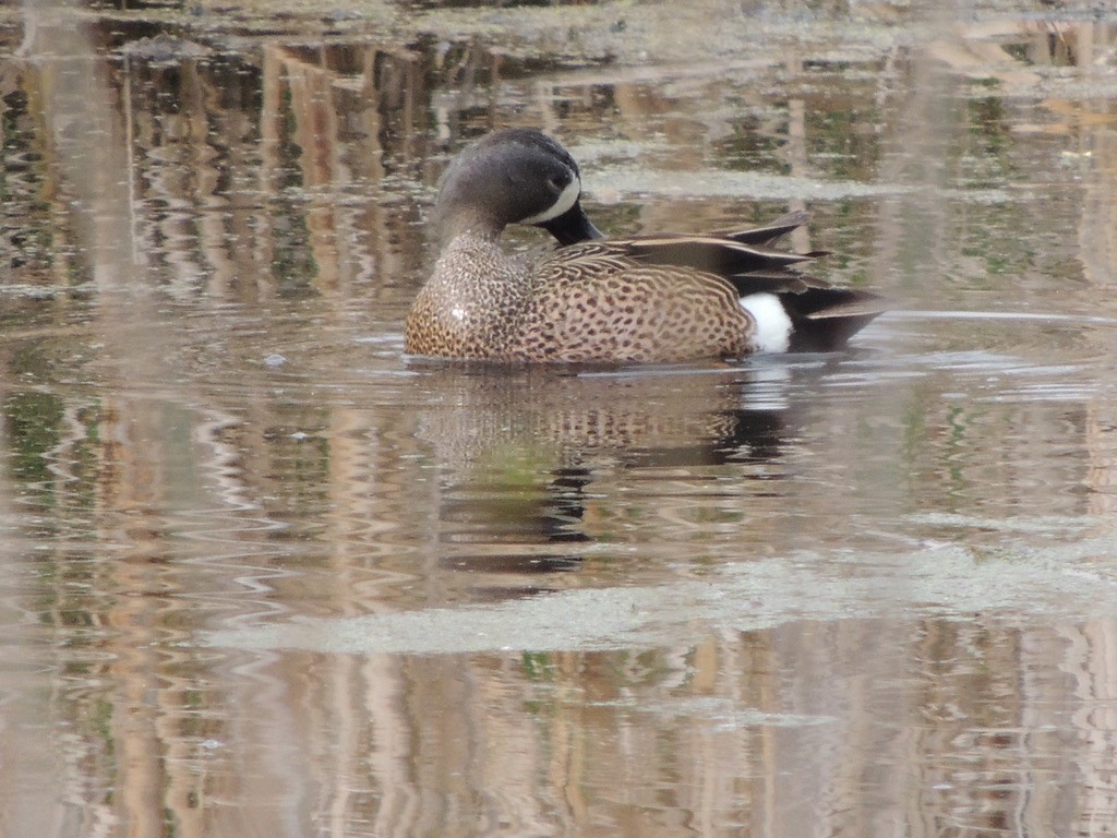 Blue-winged Teal - ML343700651