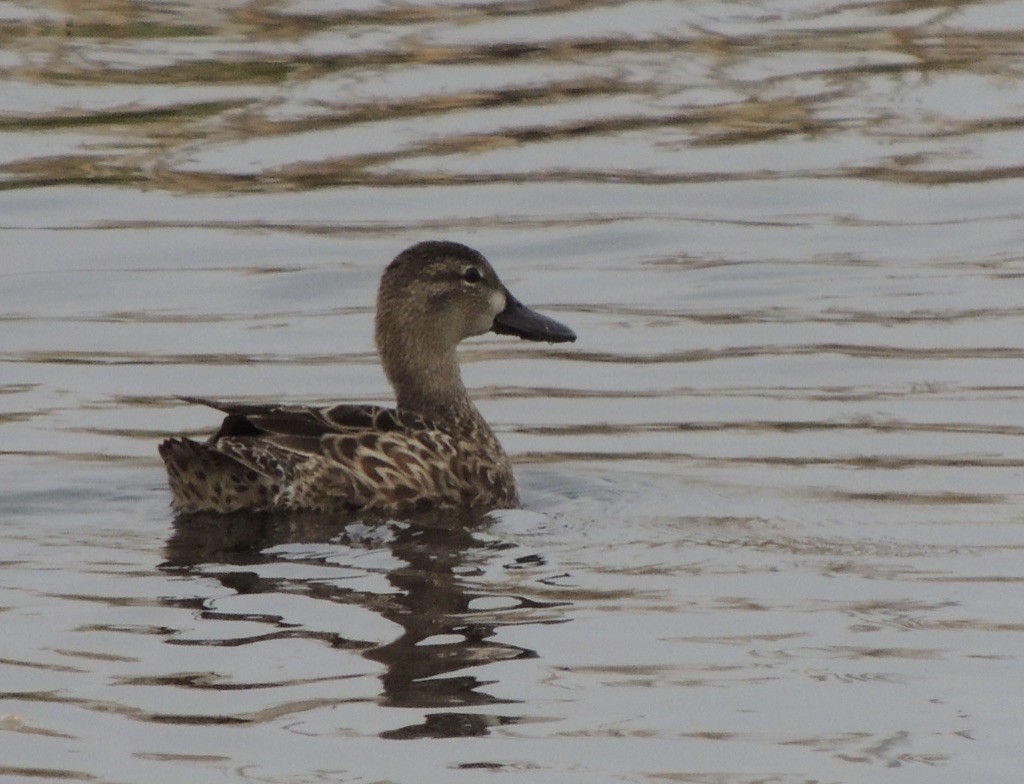 Blue-winged Teal - ML343700661