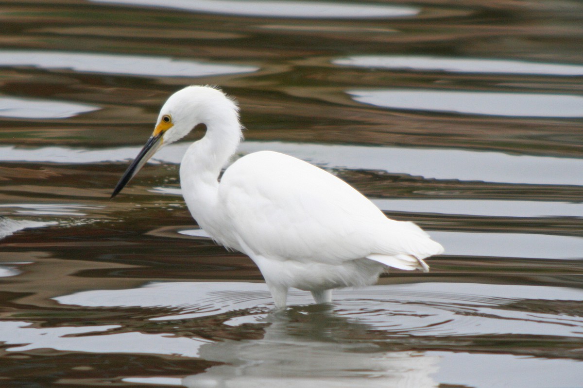 Snowy Egret - ML34370151