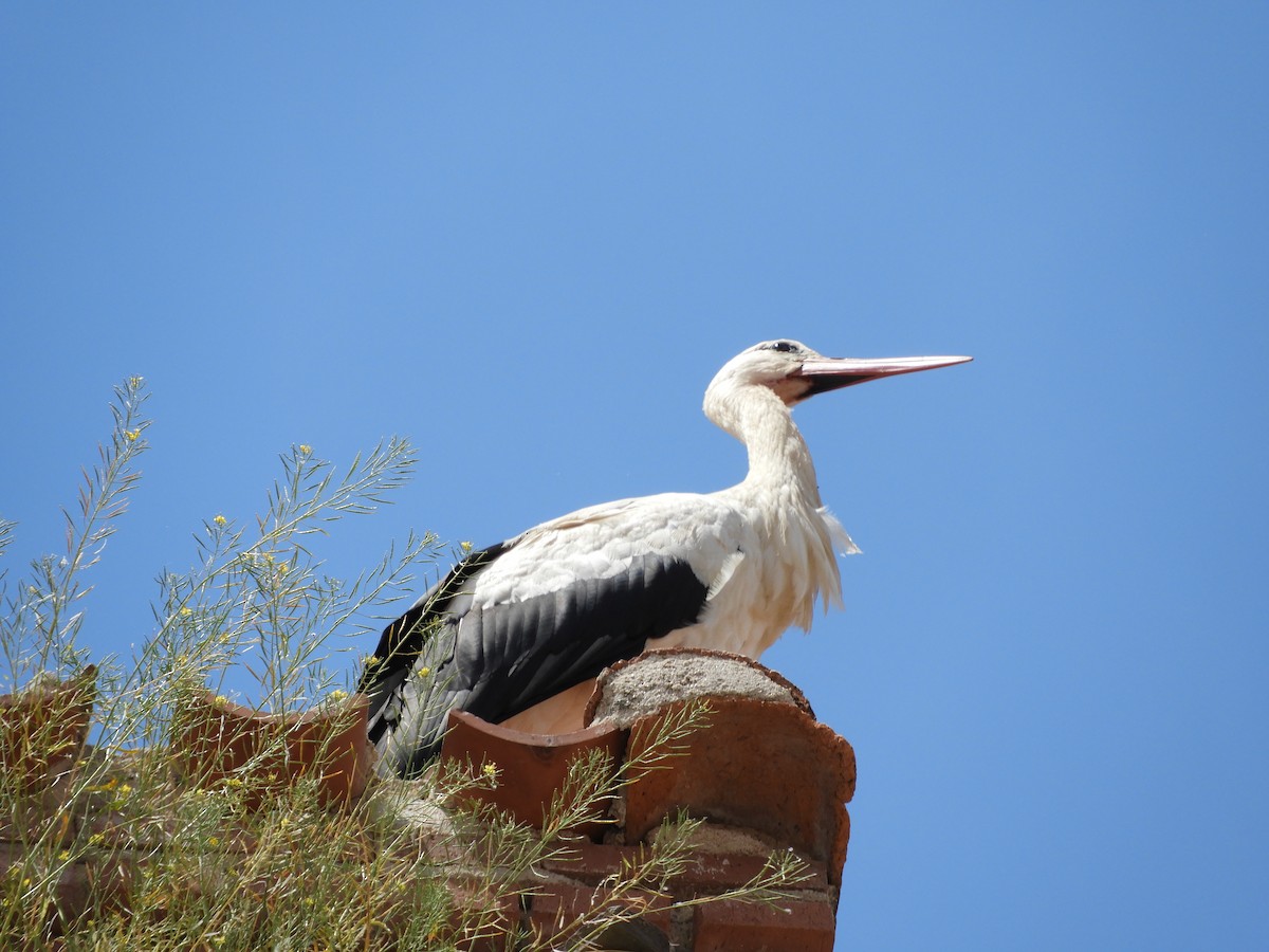 White Stork - ML343701921