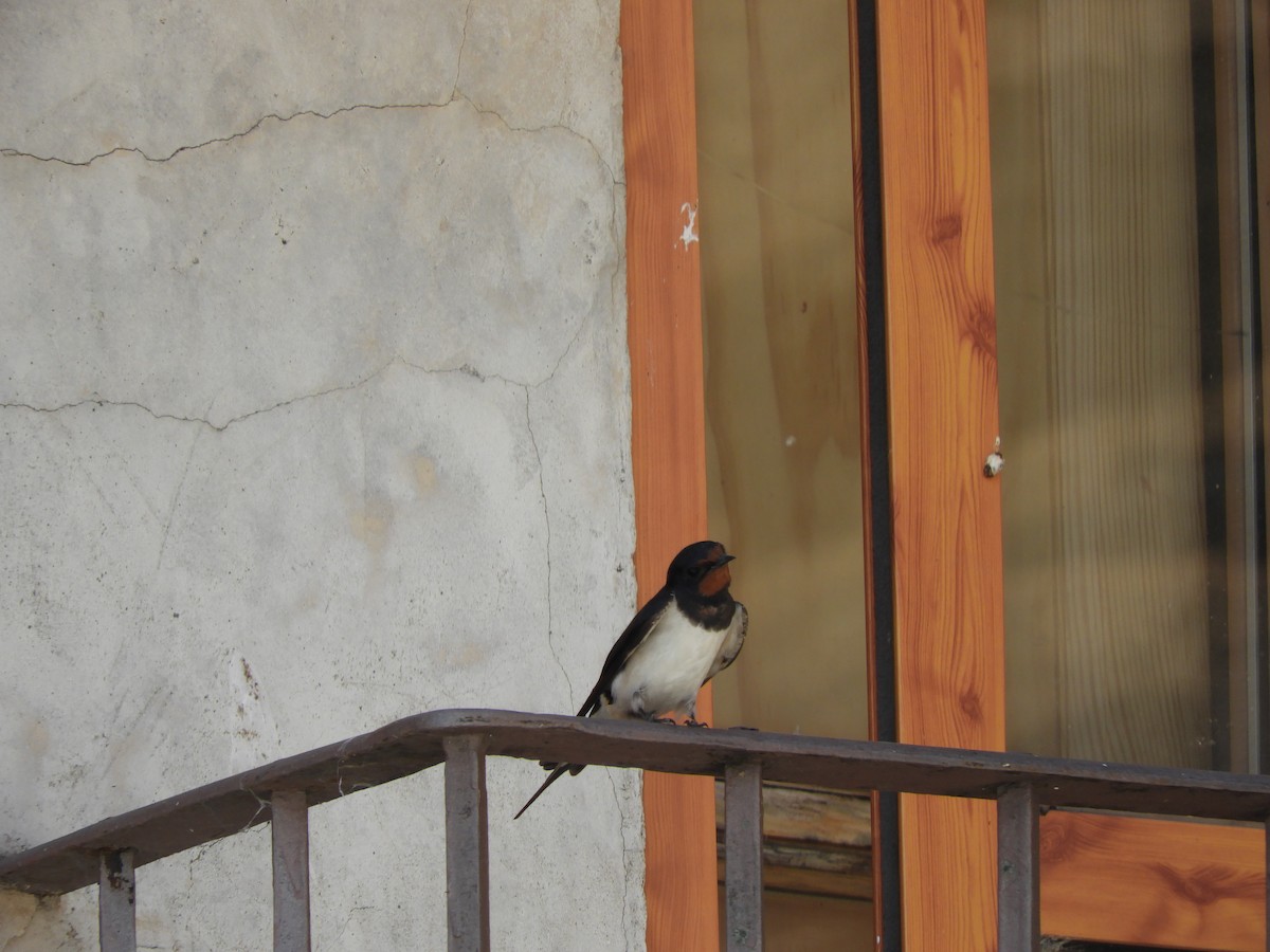 Barn Swallow - ML343702101