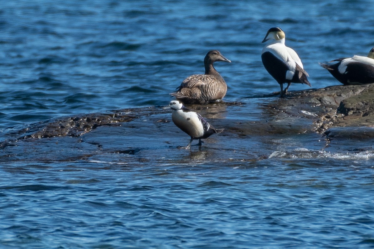 Steller's Eider - ML343705461