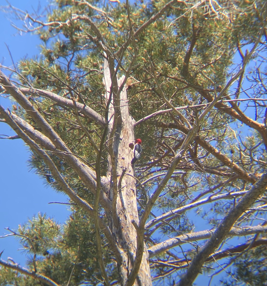 Red-headed Woodpecker - Josh Ranney