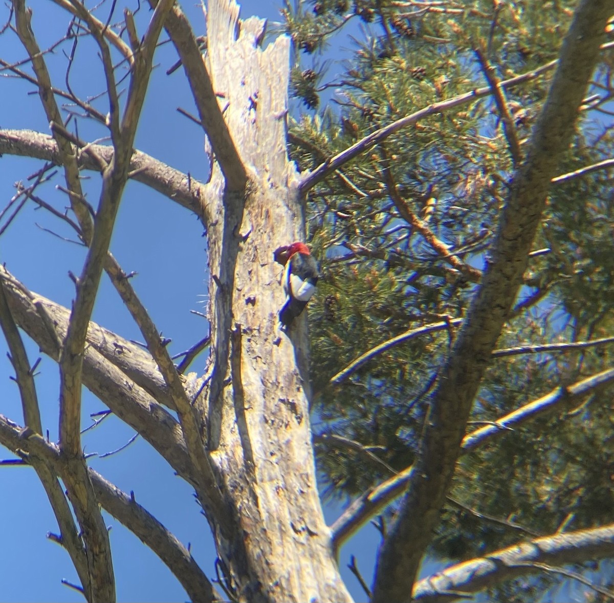 Red-headed Woodpecker - Josh Ranney