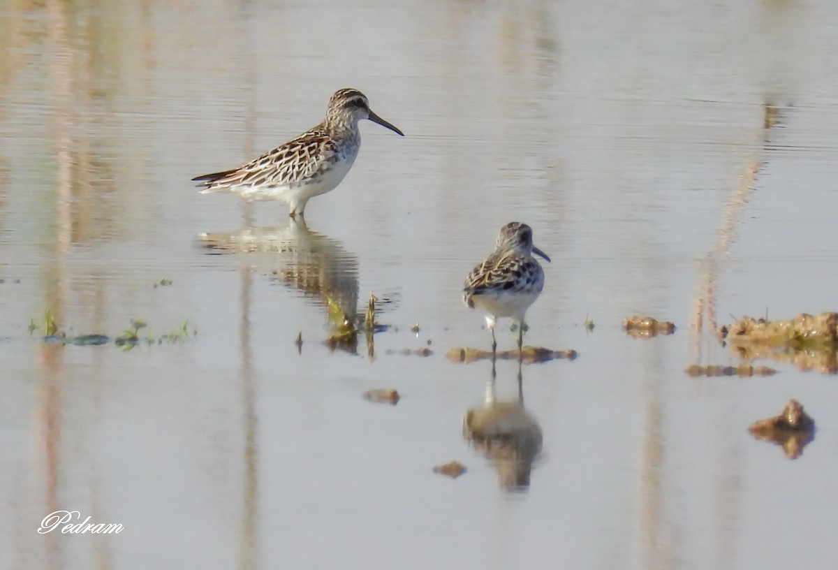 Broad-billed Sandpiper - ML343706931