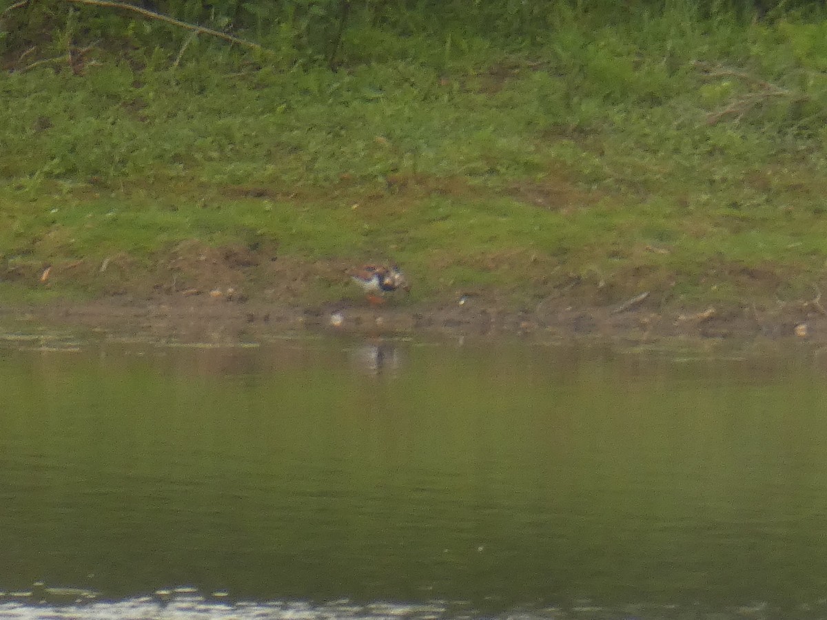 Ruddy Turnstone - ML343709071