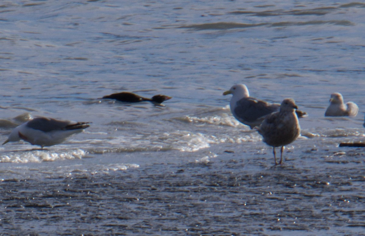 Surf Scoter - ML343709171