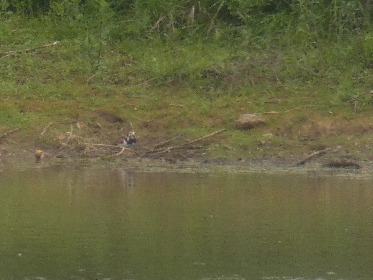 Ruddy Turnstone - ML343709301