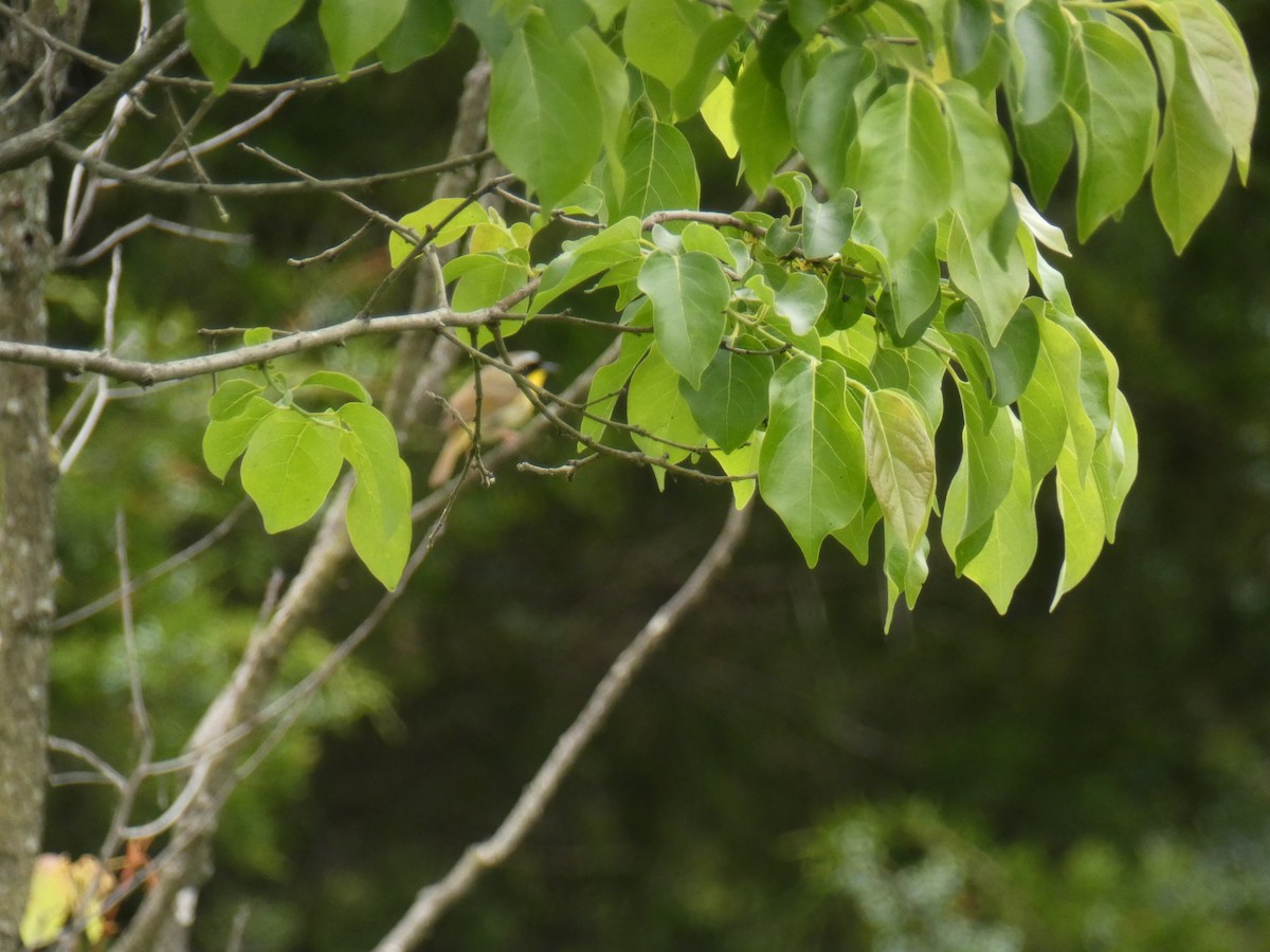Common Yellowthroat - ML343709941