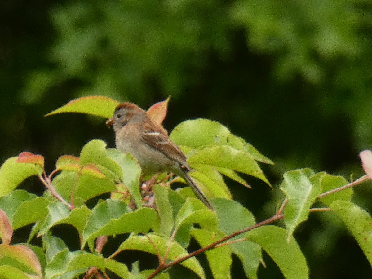 Field Sparrow - ML343710011