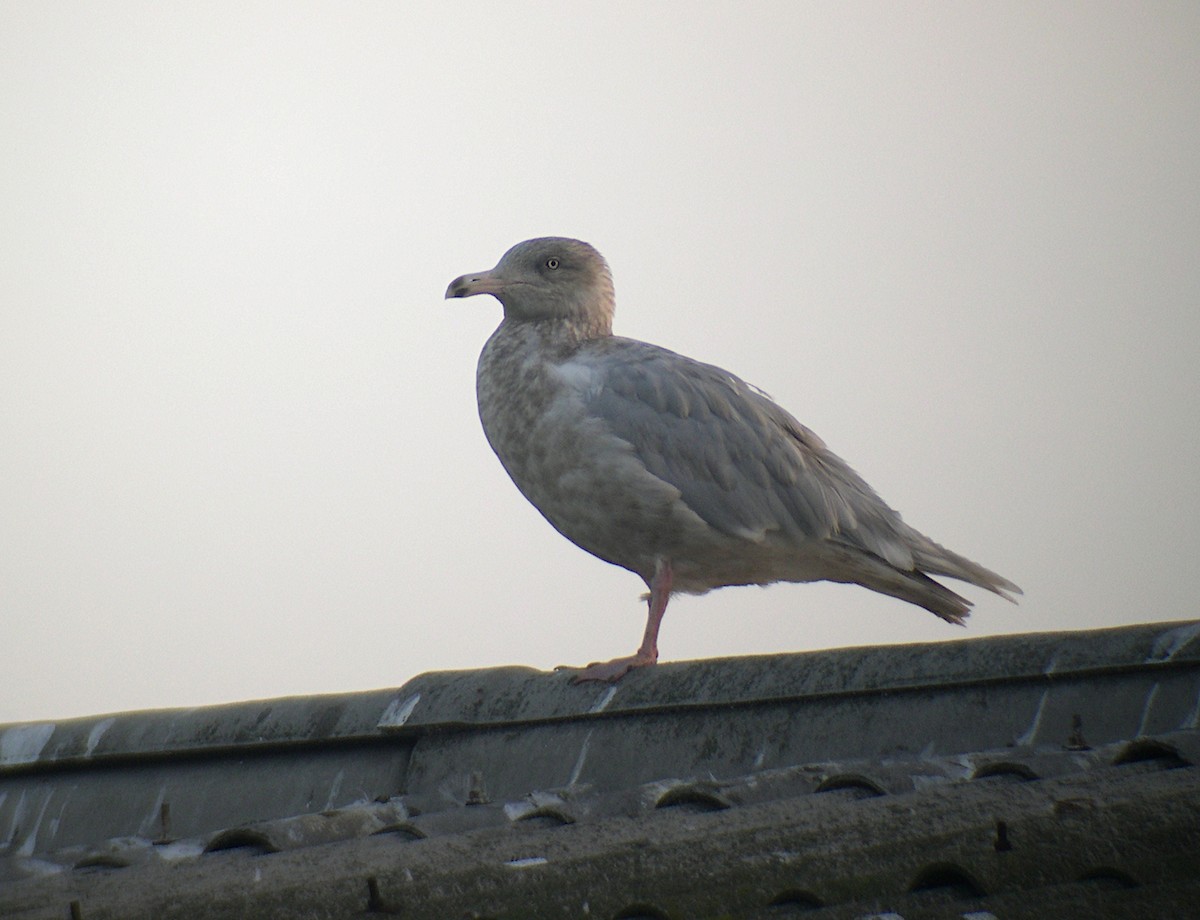 Glaucous Gull - ML343711061