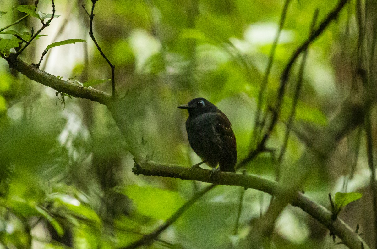 Chestnut-backed Antbird - Manlio Cuevas L.