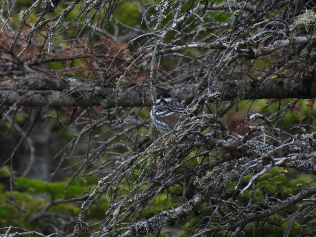 Blackpoll Warbler - Andrew Larvia